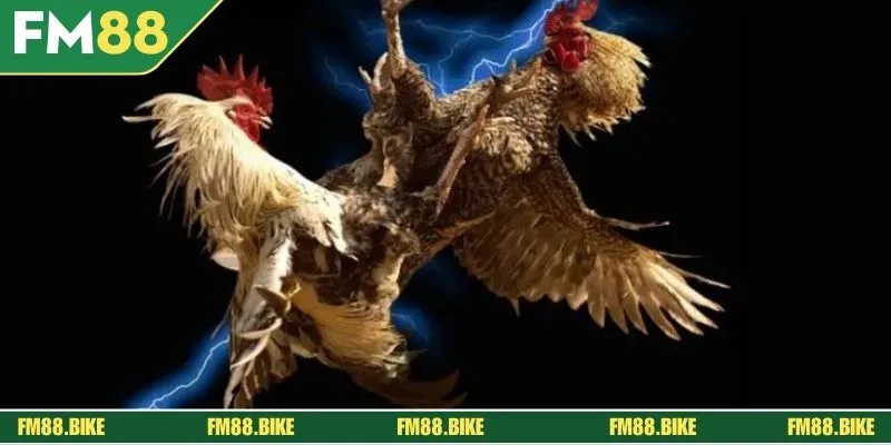 “Bỏ túi” một vài mẹo cược Thomo hiệu quả anh em có thể áp dụng 