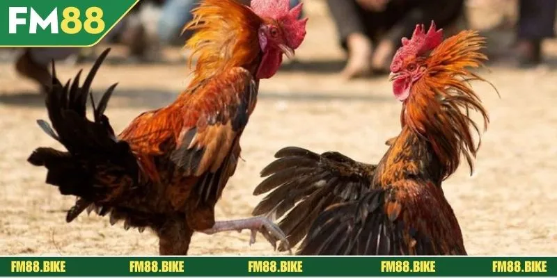 Đá gà Thomo loại hình cược hấp dẫn năm 2025 