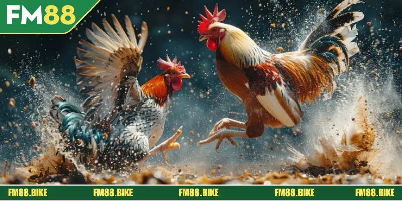 Hướng dẫn chi tiết các bước tham gia đá gà FM88 nhanh - gọn - lẹ